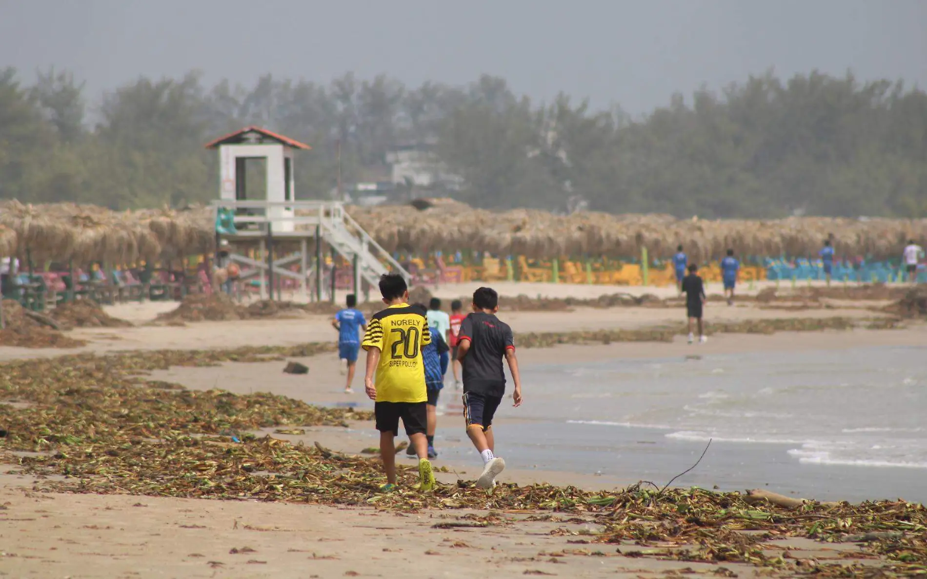 Las olas han expulsado reptiles hasta la orilla de la playa, junto a la vegetación